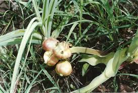 Image result for Crinum rautanenianum