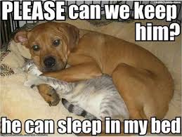 Top 28 Funny Animal Memes Clean Enough For Kids In 2020 Funny Animal Memes Animal Memes Clean Funny Animals