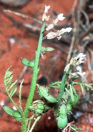 Image result for Carrichtera annua