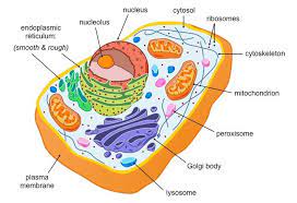 Image Result For Eukaryotic Cell Labeled Eukaryotic Cell Cell Diagram Animal Cell Project