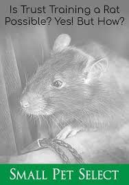 Trust Training Rats Patience Time And Treats Small Pet Select Pet Rats Rats Small Pets