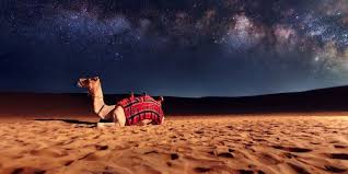You then drive into the desert and commence your desert safari, where you can experience the adrenalin rush that comes from dune bashing. Where Can I Ride A Camel In Dubai Dubai Travel Planner