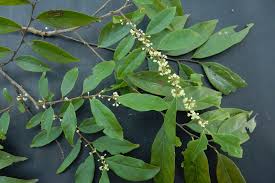 Image result for Casearia runssorica