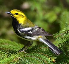 Black And White Bird With Long Yellow Beak Black Throated Green Warbler Beautiful Birds Wild Birds Different Birds