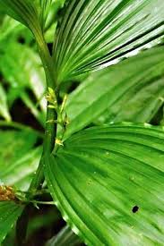 Image result for Corymborkis