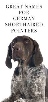 Feel free to browse hundreds of active classified puppy for sale listings, from dog breeders in pa and the surrounding areas. German Shorthaired Pointer Names You And Your Dog Will Love