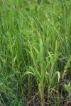 Image result for Urochloa xantholeuca