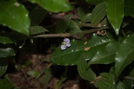 Image result for Aneilema zebrinum