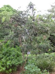 Image result for Dais cotinifolia