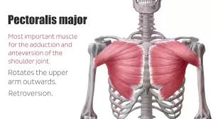 This is a table of skeletal muscles of the human anatomy. File Pectoral Muscles Area Anatomy Function Human Anatomy Kenhub 1 Webm Wikimedia Commons