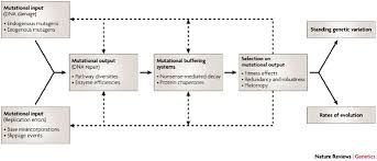 The worksheet asks students to review terms and label an image. Mutation Rate Variation In Multicellular Eukaryotes Causes And Consequences Nature Reviews Genetics