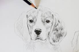 Realistic drawing of the dog step by step. Realistic Drawing Of A Dog At Paintingvalley Com Explore Collection Of Realistic Drawing Of A Dog