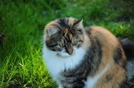 Lol, i love cats, it was a nice break from what i was doing. The Calico Maine Coon Guide Maine Coon Central