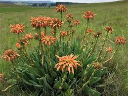 Image result for Aloe plowesii