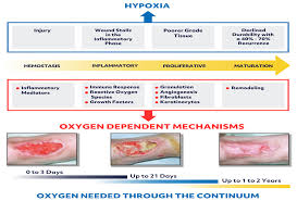 Image result for Wound Repair