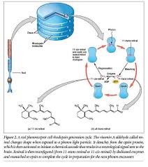 Made In His Image Living Light Detectors Declare Design Sensory System Medical Library Low Lights