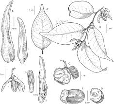Image result for Xylopia lukei