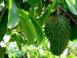Guanabana Medicinal Plants Natural Cancer Natural News
