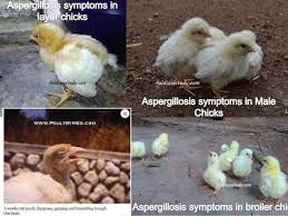 Abasyne Veterinary And Poultry Services Posts Facebook