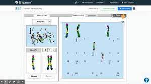 A karyotype is a picture showing a cell's chromosomes grouped together in pairs. Human Karyotyping Gizmo Explorelearning Youtube