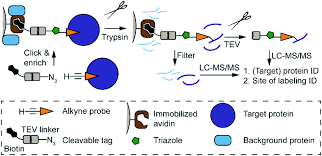 Menu & reservations make reservations. Cleavable Linkers And Their Application In Ms Based Target Identification Molecular Omics Rsc Publishing