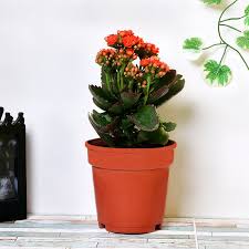 Check spelling or type a new query. Outdoor Plants Home And Balcony Garden Plants Online Terrace Plants Floweraura