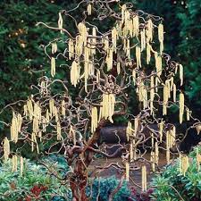 We did not find results for: Harry Lauder S Walking Stick Direct Gardening