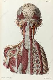 Just before the common carotid artery bifurcates into the internal and external ateries it exhibits a swelling called the carotid sinus. Head Neck And Back Arteries 1866 Illustration Stock Image C042 4601 Science Photo Library
