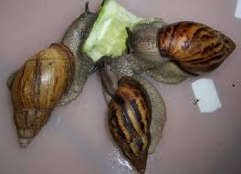 Image result for Heinsia zanzibarica