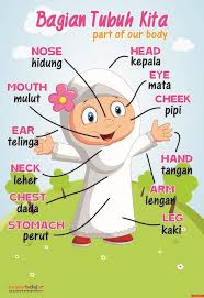 Sedang untuk tingkatan selanjutnya bisa dikenalkan lebih rinci misal seluruh bagian kepala atau wajah bisa ditunjukkan dengan lebih rinci. Posbel Poster Belajar Anggota Tubuh Tipe 05 Mainan Edukasi Anak