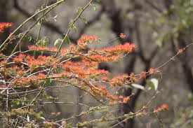 Image result for Combretum paniculatum