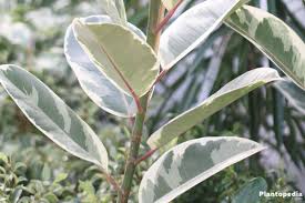 Keep it under warm, bright conditions. Rubber Fig Ficus Elastica How To Plant And Grow Indoors Propagation Plantopedia