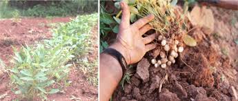 Image result for Vigna subterranea