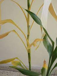 Lucky bamboo plants require minimal maintenance. Why Has Our Lucky Bamboo Turned Yellow Gardening Landscaping Stack Exchange