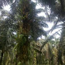 Daerah ini menjadi pilihan kerana bentuk muka buminya zakat perniagaan bagi ladang kelapa sawit yang diusahakan oleh usahawan tani muslim. Photos At Ladang Kelapa Sawit