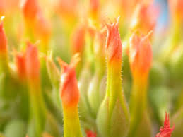 Image result for Kalanchoe lanceolata