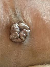 Image result for scrotum dog skin peeling
