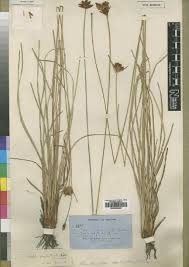 Image result for Bulbostylis trabeculata