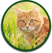 Stephan to better serve a smaller group of clients, and provide more personalized care. Veterinarian In Calgary Ab Bridlewood Veterinary Clinic