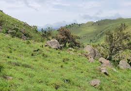 Image result for Justicia anagalloides