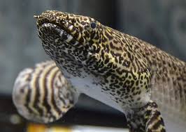 The Darwin Fish Climbed Onto Land Left Us With Great Hearing Fish Ancient Fish Marine Fish