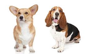 They are all adorable as you will see on our website, go through and place your order. The Corgi Basset Hound Mix A Complete Guide