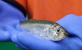 Thuenen: Der Hering – zweimal hintereinander Fisch des Jahres