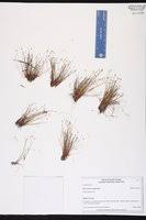 Image result for Eleocharis setifolia