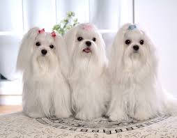 Pin By Halil Sipahi On Three S Company Maltese Puppy Maltese Dogs Teacup Puppies Maltese