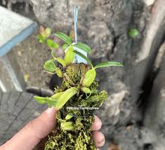 Image result for Bulbophyllum oreonastes