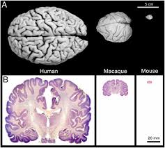 Experiments In Macaque Monkeys Provide Critical Insights Into Age Associated Changes In Cognitive And Sensory Function Pnas
