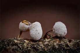 Image result for Melanospermum