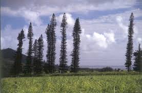 Image result for Araucaria columnaris