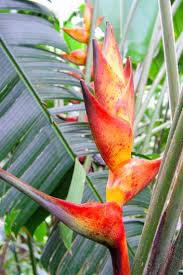 Image result for Ixora mildbraedii